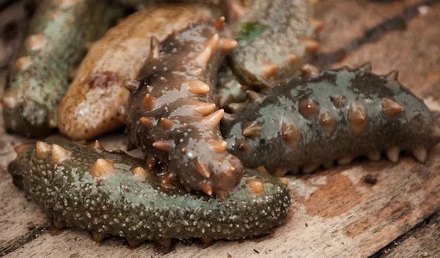 痛风患者能否吃海参 (6).jpg